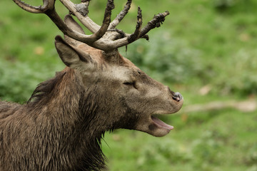 A deer yawning with closed eyes