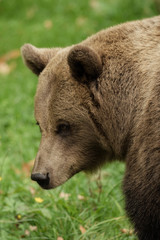 Naklejka premium Head of a brown bear