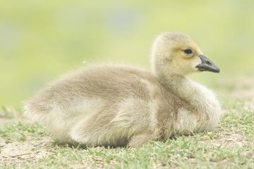 Gosling