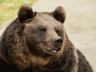 Fototapeta na wymiar Head of a brown bear