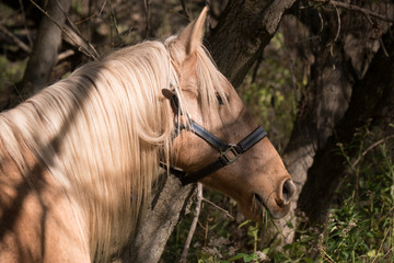Palomino horse in woods