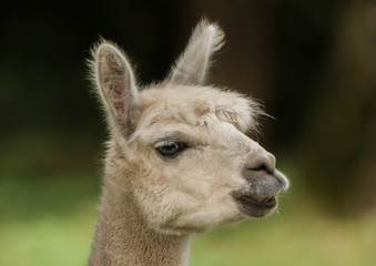 Obraz premium Head of a llama