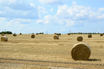 Hay field
