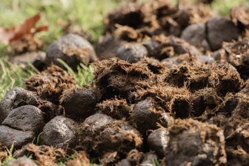 A heap of donkey dung on the meadow