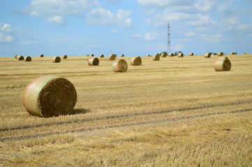 Hay field