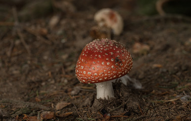 Mushrooms in the forest