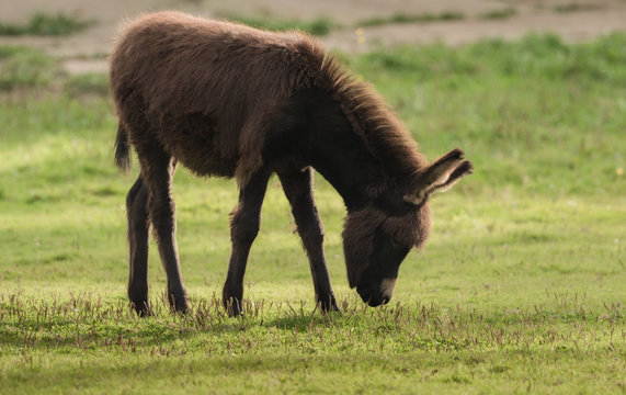 A donkey eats grass in the meadow