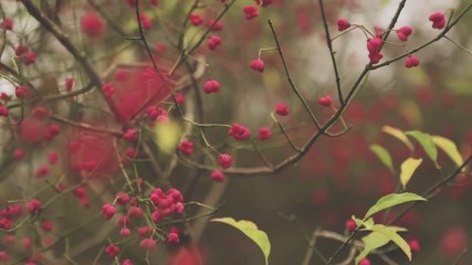 Close up of Spindle Tree branches swaying in the cold calm breeze. Colorful red flowers bloom in the Autumn / Fall in the United Kingdom woodlands