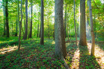 Sonnenstrahlen in einem Walden im Herbst