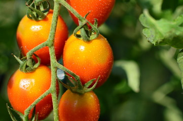 tomato