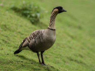 A brown goose on the meadow