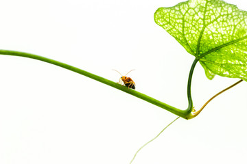 Orange beetle, white background