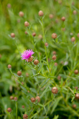 Pink thistle in a field