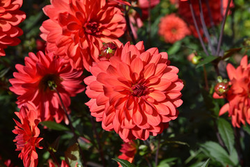 Dahlia rouge au jardin en &eacute;t&eacute;