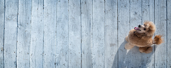 Dog sits in the wooden floor.