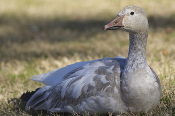 Snow Goose