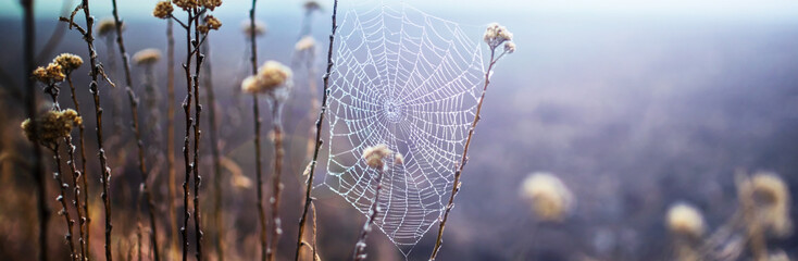 Foggy field with wild withered herbs and spider web . Blurred Background