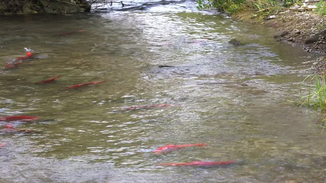 Spawning Kokanee Salmon swimming, chasing and circling in shallow waters in rocky bottom stream
