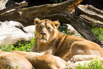 lion pride rests after hunting