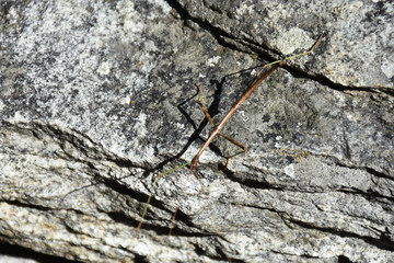 Stick bug