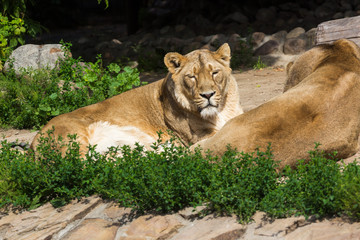 pride rests before the hunt, young male Asian lion and female