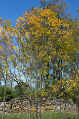 Naklejka premium Autumn Colors