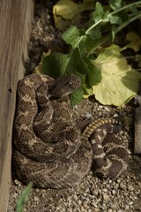 Northern Pacific Rattlesnake
