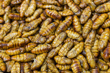 Fried in oil silkworm larvae close up