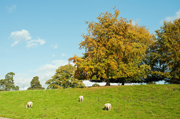Sheep grazing in an autumn meadow.