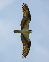 Osprey look down