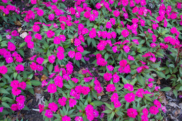 Purple ground cover