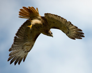 hawk in flight