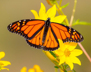 monarch butterfly