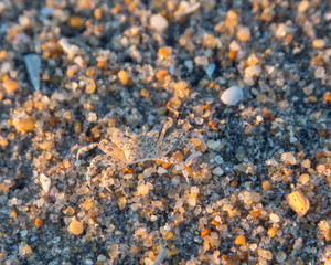 crab in sand
