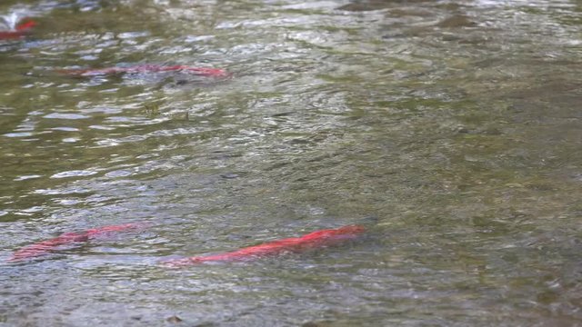 Spawning Kokanee Salmon swimming, circling and chasing in shallow waters in rocky bottom stream