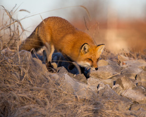 Red fox