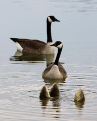 Goose family