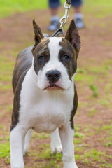 Bull Terrier dog