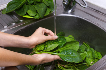 Woman Hands Washing Spinach in the kitchen