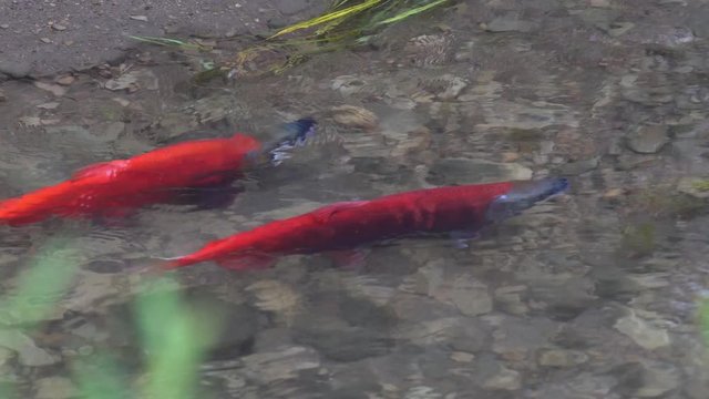 Spawing Kokanee Salmon pair swimming and circling each other in stream