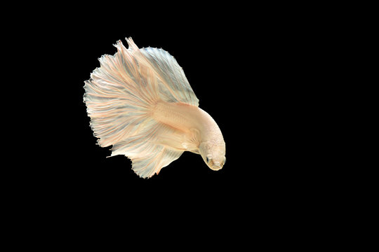 Betta fish white color  color The front of the fish back cbackground