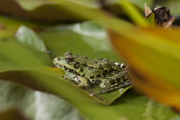 Grenouille verte à taches noires posée sur une feuille de nénuphar, prête à bondir dans l'étang d'un parc, Bambouseraie, Anduze, France.