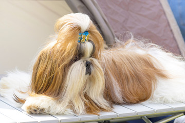 Naklejka premium Yorkshire Terrier Close-up