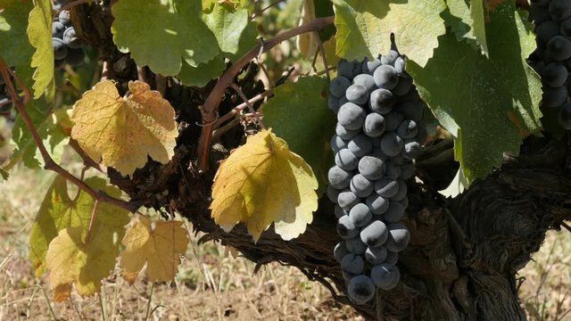 Organic common grape fruit in vineyard footage - Vitis vinifera on plant vines close-up 