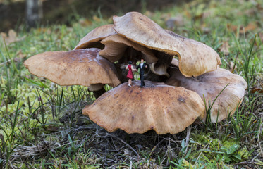 little miniature couple dancing on a mushroom