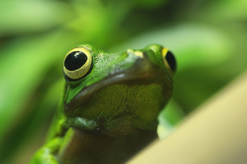 Grenouille rainette verte cendrée aux yeux noirs et jaunes globuleux, posée sur une tige de bambou dans la forêt tropicale.
