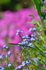 small purple flowers