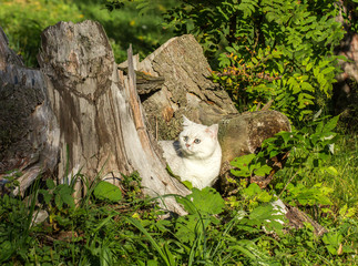 Cat of the Scottish Straight breed walking in a park