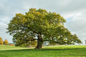 Old English oak tree in a summertime meadow. - obrazy, fototapety, plakaty