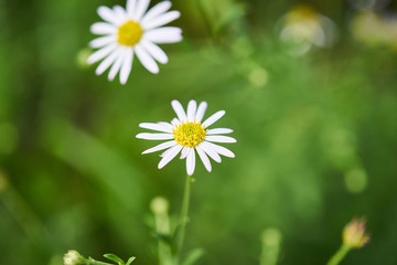 Obraz premium デイジー